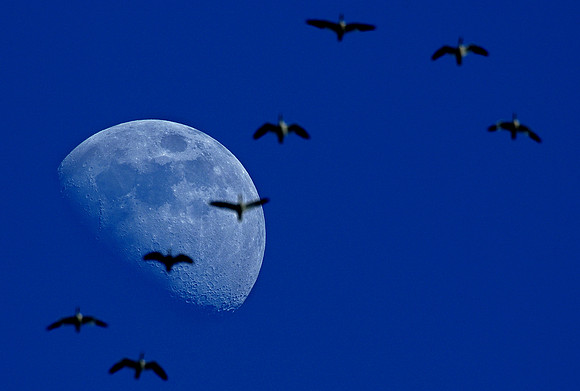snow geese