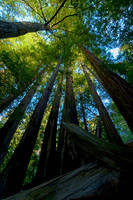 Ca9_009