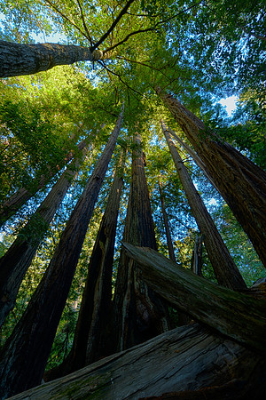 Ca9_009