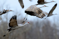 sandhill cranes