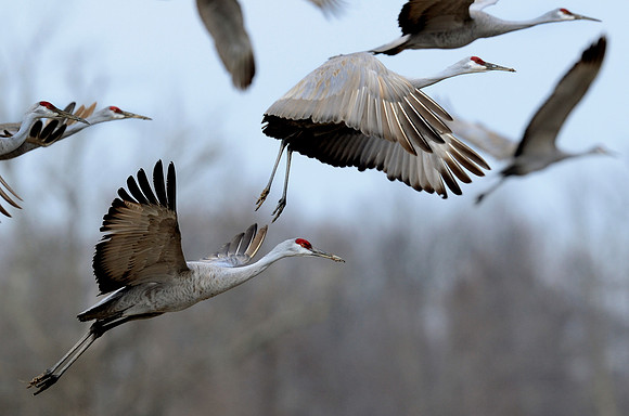 sandhill cranes