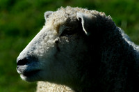 EquinoxFarm8_008