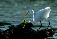 egret