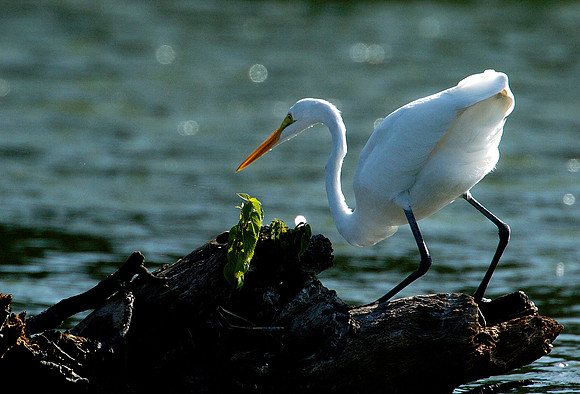 egret