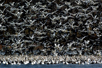 snow geese