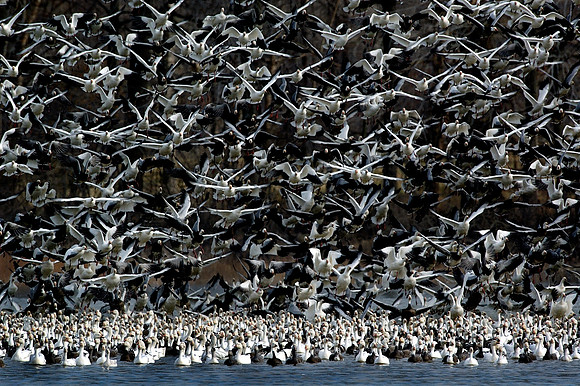 snow geese