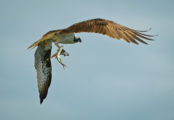 osprey