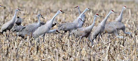 SandHillCranes3_003