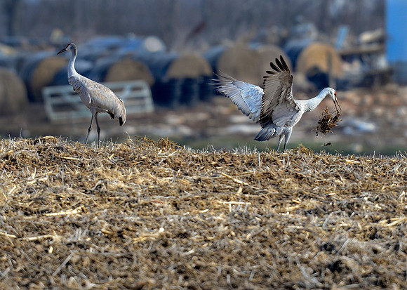 SandHillCranes2_002