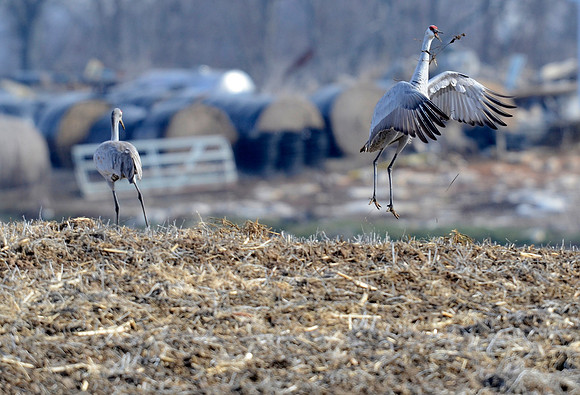 SandHillCranes4_004